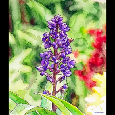 Blue Ginger 120 Richard Hart