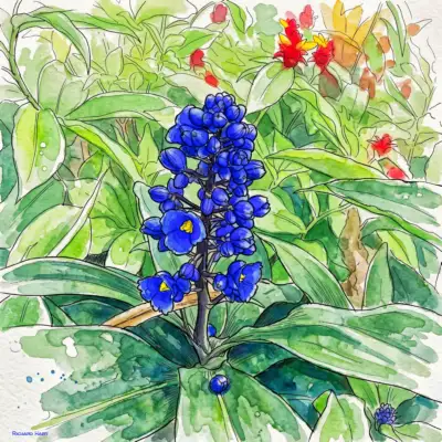 Blue Ginger 220 Richard Hart