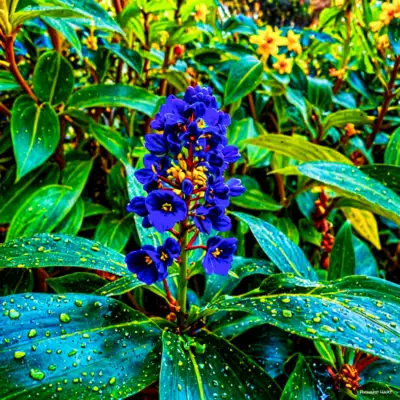 Blue Ginger X22 Richard Hart