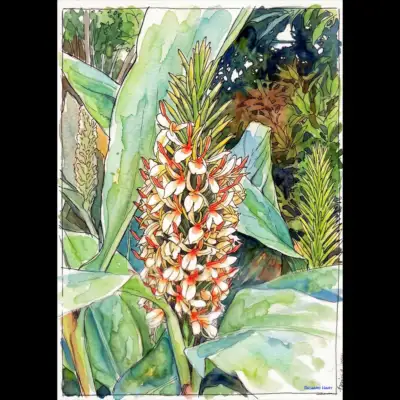 Kahili Ginger 227 Richard Hart