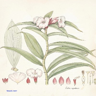 Costus Nipalensis