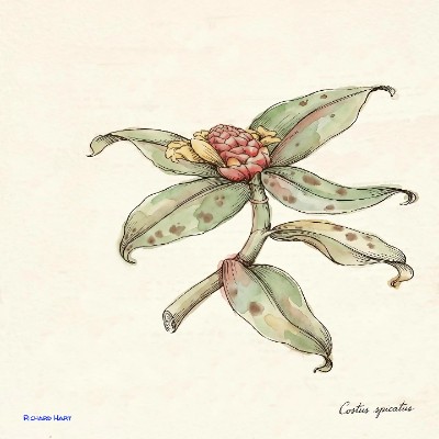 Costus Spicatus