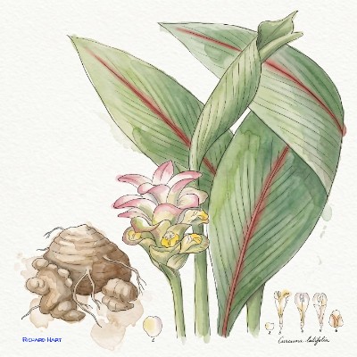 Curcuma Latifolia
