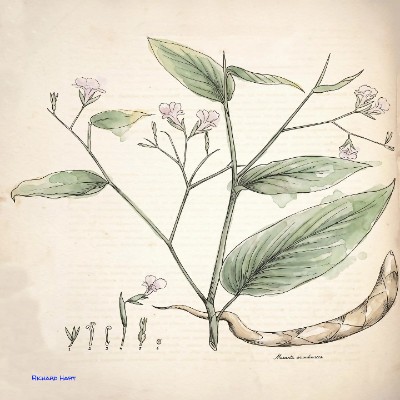 Maranta Arundinacea