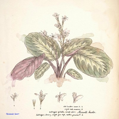 Maranta Bicolor