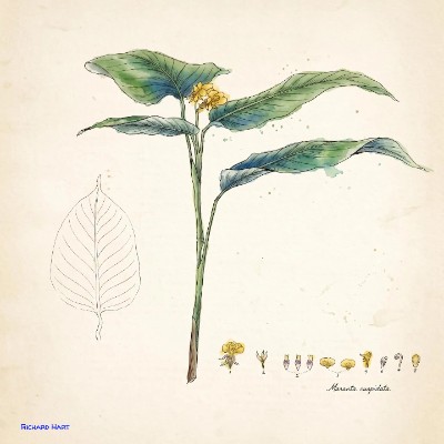 Maranta Cuspitata