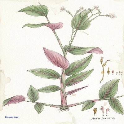 Maranta Divaric