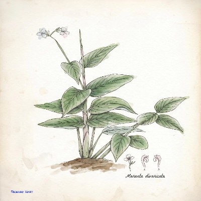 Maranta Divaricta
