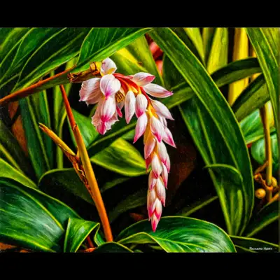 Shell Ginger 111 Richard Hart