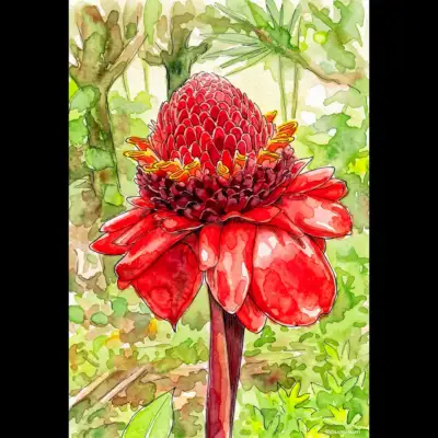 Torch Ginger 214 Richard Hart