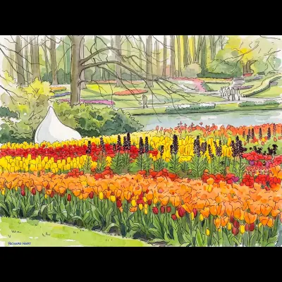 Netherland Tulips 12