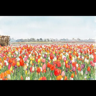 Netherland Tulips 14