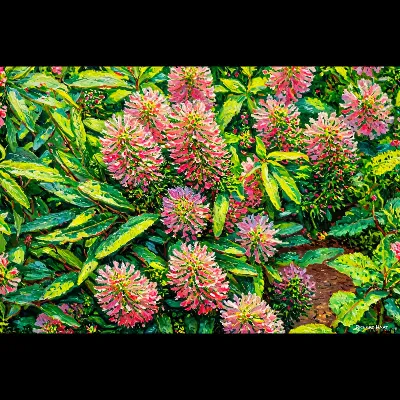 Bushy Heads AC3