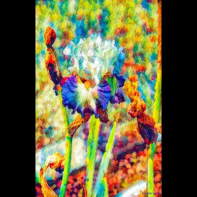 Iris Idea CP