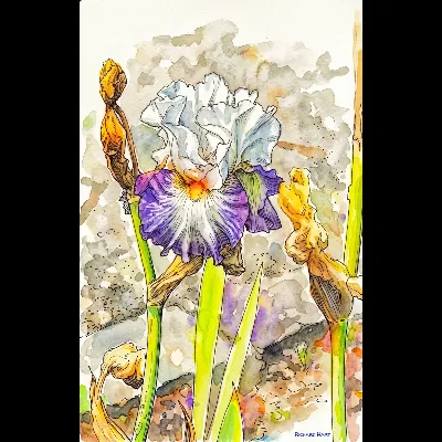 Iris Idea PWC