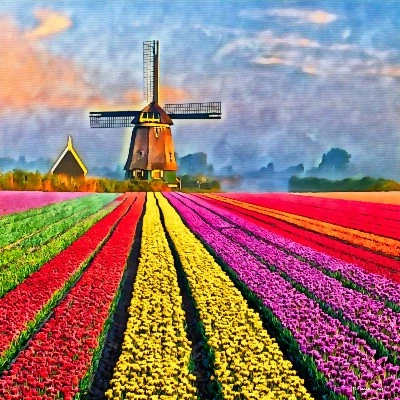 Netherland Tulip Morning