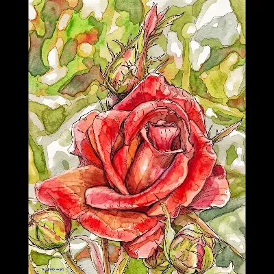 Red Rose RR PWC