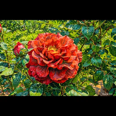 Redlace1 AC