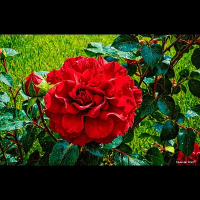 Redlace1 Oil