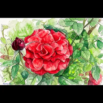 Redlace1 PWC