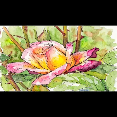 Redpink1 PWC