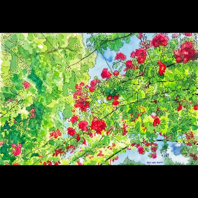 Trellis2 PWC