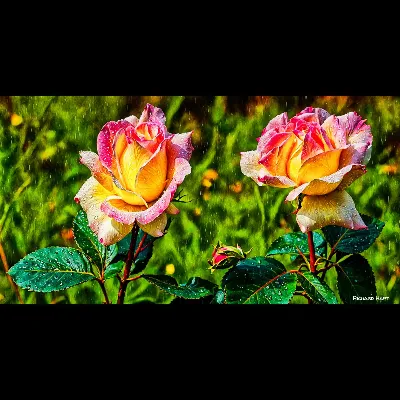 Two Pink Roses AC