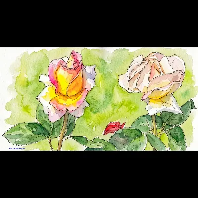 Two Pink Roses PWC