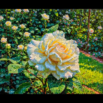 White Rose 1 Oil