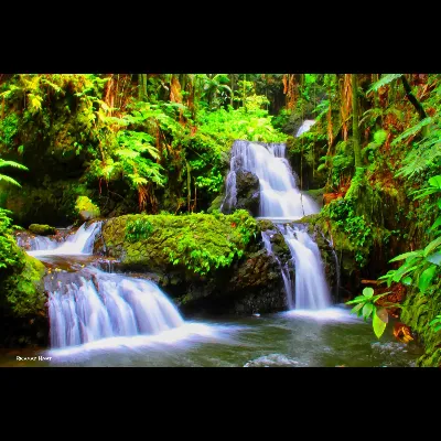 Onomea Bay Waterfall (2018)