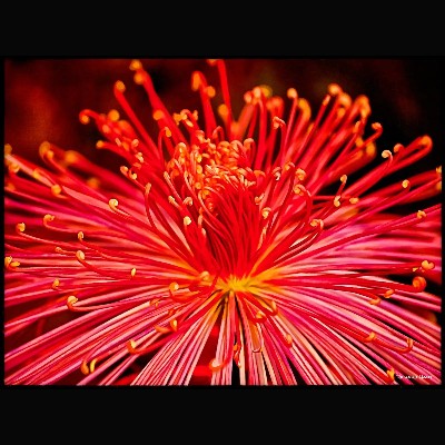 Japanese Chrysanthemum 137