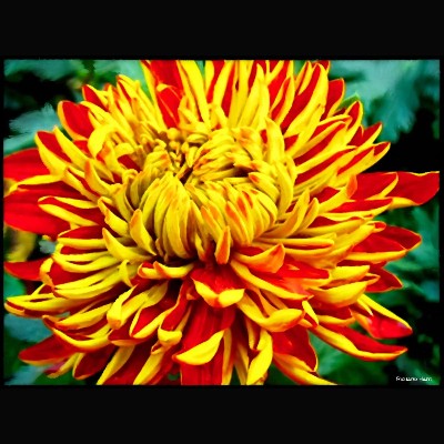 Japanese Chrysanthemum 609