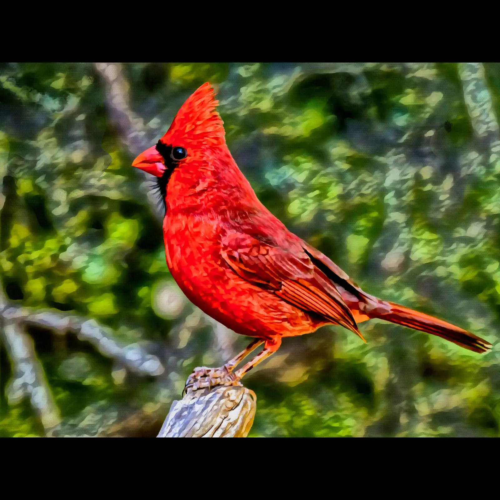 Cardinal_ - Viv-reb-Richard_Hart